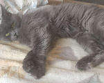 Кошки в Теберде: Мейн Кун, 20 000 руб. - фото 1
