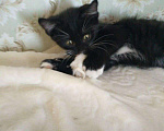 Кошки в Гагарине: Котенок мальчик ищет дом Мальчик, Бесплатно - фото 8
