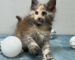 Кошки в Москве: Мейн-кун полидакт девочка Девочка, 35 000 руб. - фото 4