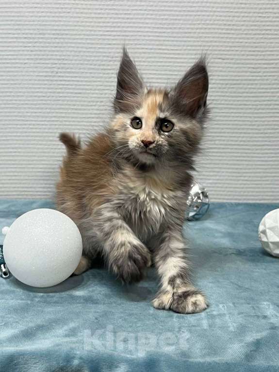 Кошки в Москве: Мейн-кун полидакт девочка Девочка, 35 000 руб. - фото 4