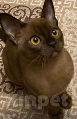 Кошки в Москве: Бурманские котята Девочка, Бесплатно - фото 1