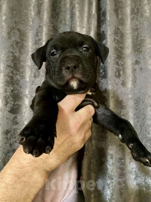 Собаки в других городах Московской области: Щенки питбультерьеры Девочка, 50 000 руб. - фото 3