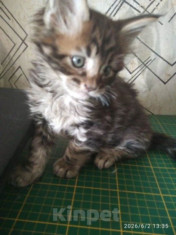 Кошки в Уфе: Котята мейн кун Разнополые, Бесплатно - фото 3