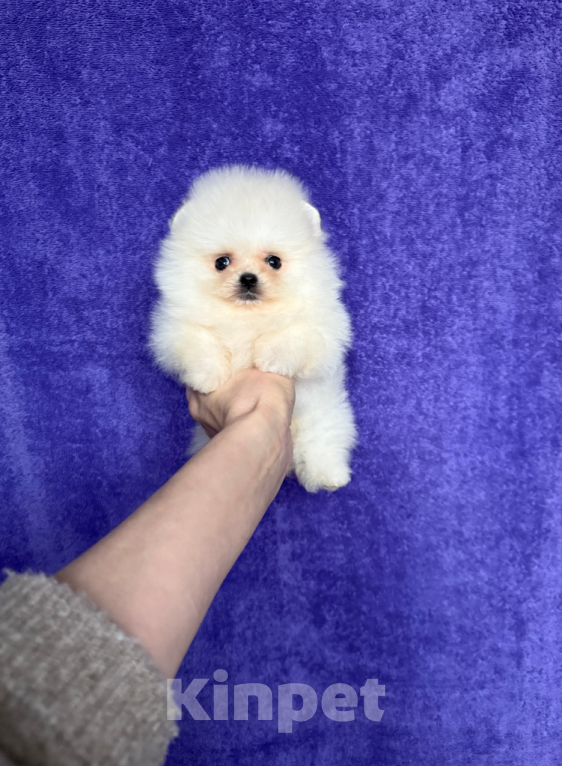 Собаки в Москве: Мини девочка крем Девочка, 35 000 руб. - фото 1