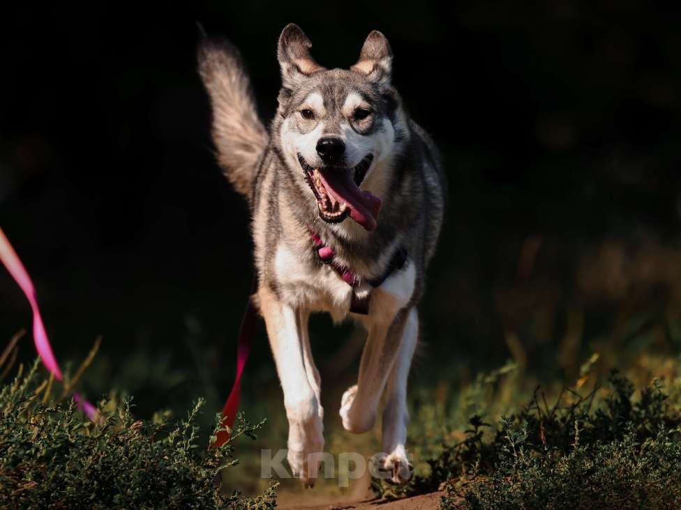 Собаки в Москве: Метис Хаски в добрые руки Мальчик, 99 руб. - фото 7