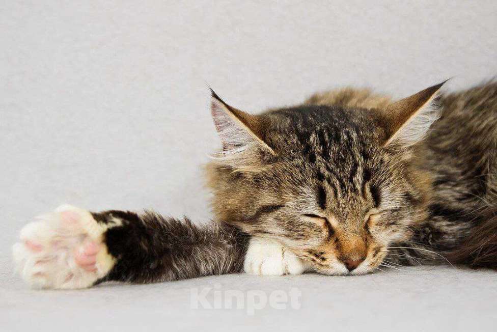 Кошки в Москве: котенок Бурка ищет дом Девочка, Бесплатно - фото 9