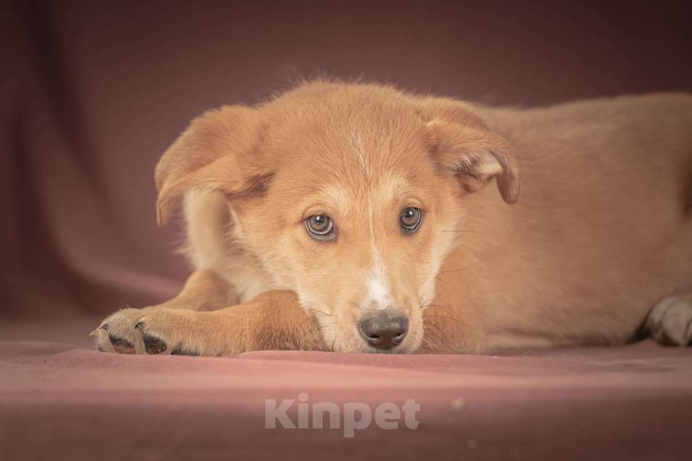 Собаки в Клине: Вьенто — задорный исследователь, который готов составить вам компанию где и когда угодно Мальчик, Бесплатно - фото 8