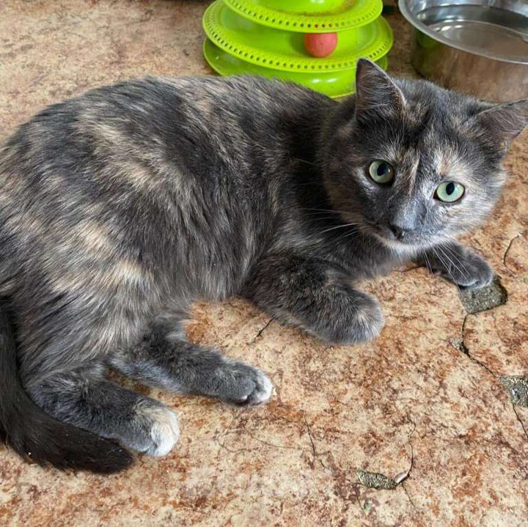 Кошки в Москве: Василиса ищет дом Девочка, Бесплатно - фото 2