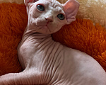 Кошки в Новокузнецке: Эльф котенок Мальчик, 50 000 руб. - фото 3