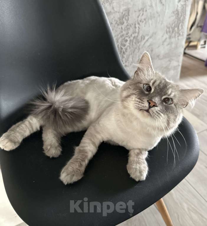 Кошки в Гурьевске: Отдам в добрые руки кота Мальчик, Бесплатно - фото 2