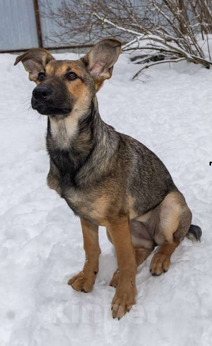 Собаки в Москве: Отдам щенка в добрые руки Девочка, Бесплатно - фото 5