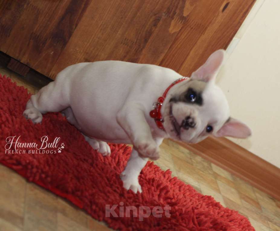 Собаки в Москве: Щенок французского бульдога с документами РКФ Девочка, 74 000 руб. - фото 10