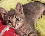 Кошки в Ногинске: Маленький котенок в добрые руки Девочка, Бесплатно - фото 3