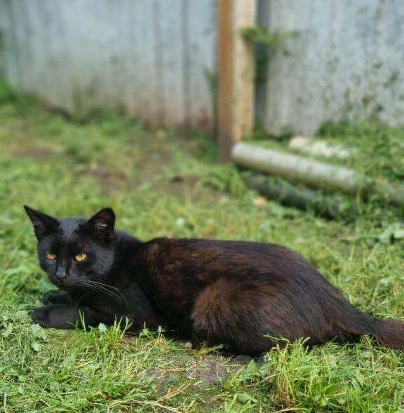 Кошки в Москве: Черный кот Уголёк в дар Мальчик, 1 руб. - фото 4