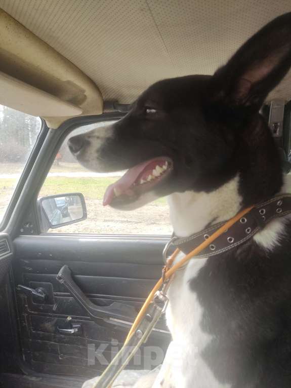 Собаки в Санкт-Петербурге: Ищем хозяина Мальчик, Бесплатно - фото 4