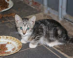 Кошки в Санкт-Петербурге: Кошечка и два ее котенка ищут дом или передержку Девочка, Бесплатно - фото 6
