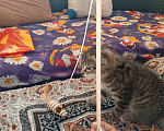 Кошки в Екатеринбурге: Котята,2 месяца,мальчики,от порядочных родителей: мама скоттиш фолд (полосатая), папа скоттиш страйт Мальчик, Бесплатно - фото 4