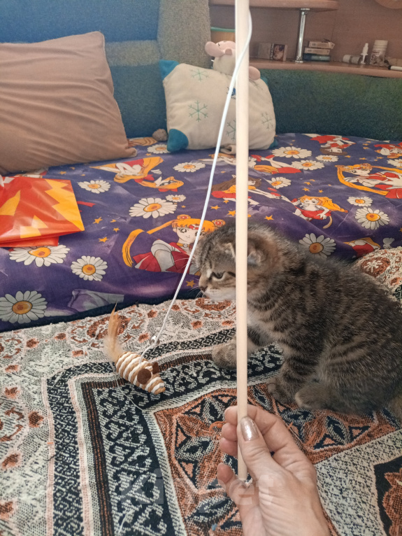 Кошки в Екатеринбурге: Котята,2 месяца,мальчики,от порядочных родителей: мама скоттиш фолд (полосатая), папа скоттиш страйт Мальчик, Бесплатно - фото 4