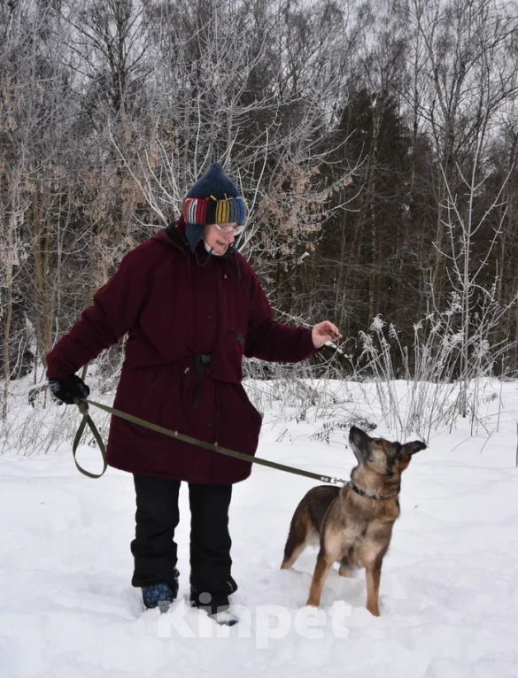 Собаки в Москве: Гера в поисках семьи Девочка, Бесплатно - фото 8