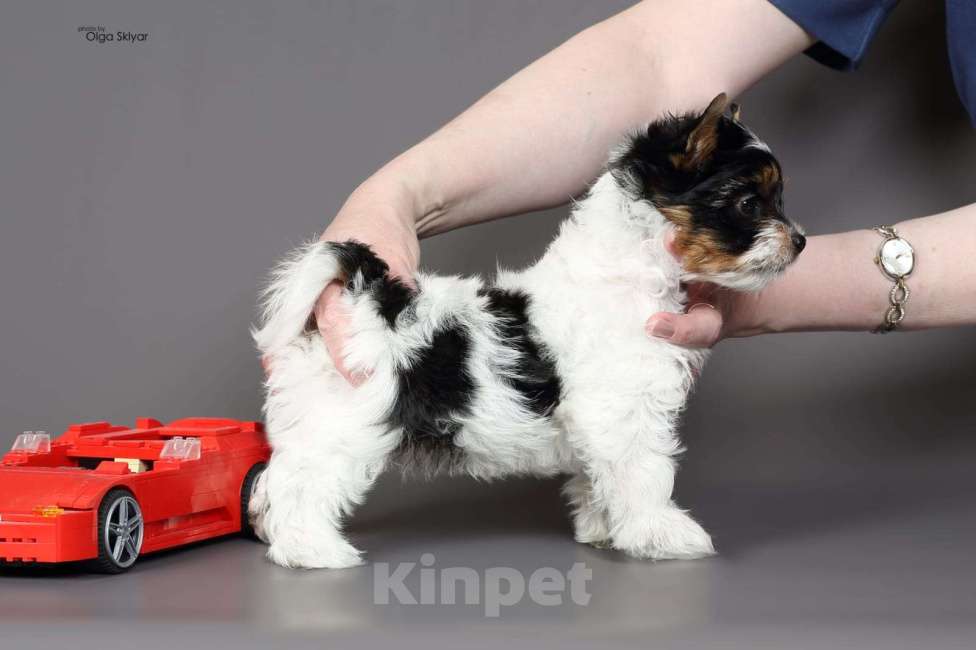 Собаки в Екатеринбурге: Бивер йорк остался 1 мальчик Мальчик, 70 000 руб. - фото 4