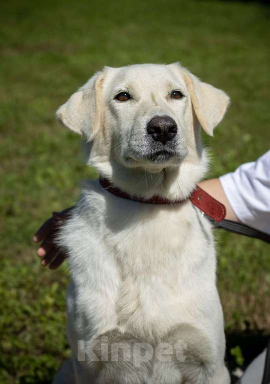 Собаки в Москве: Белый Мальчик, Бесплатно - фото 3