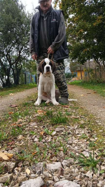 Собаки в Волосовом: Щенок сенбернара Мальчик, Бесплатно - фото 6