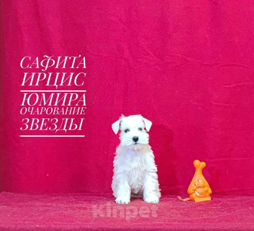 Собаки в Омске: Цвергшнауцер щенок белый Разнополые, Бесплатно - фото 4