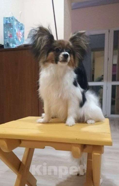 Собаки в Москве: Щенок папийона  мальчик Честер Мальчик, 65 000 руб. - фото 2