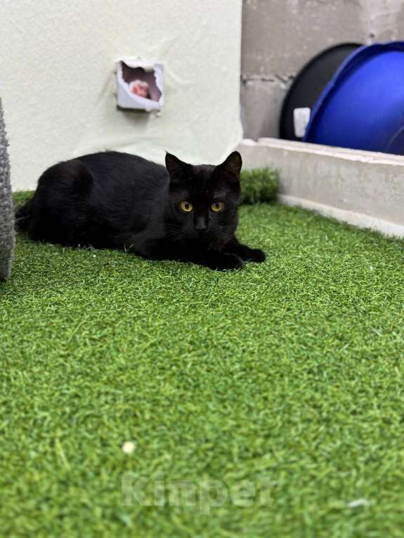 Кошки в Москве: Багира ищет дом!  Девочка, Бесплатно - фото 3