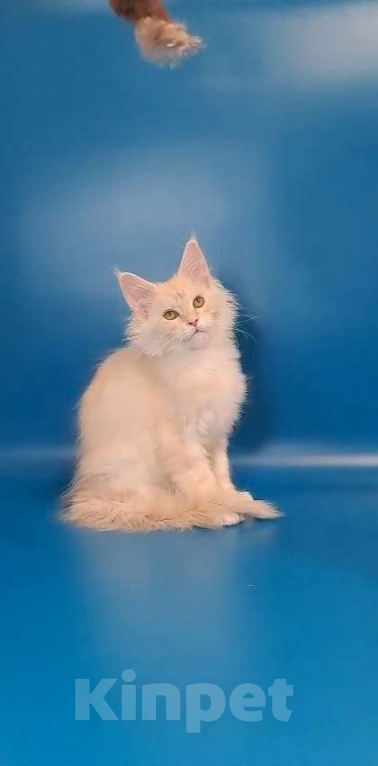 Кошки в Уфе: Котёнок Мейн-кун  Мальчик, 50 000 руб. - фото 4