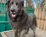 Собаки в Балашихе: Смокки - настоящий красавец Мальчик, Бесплатно - фото 1