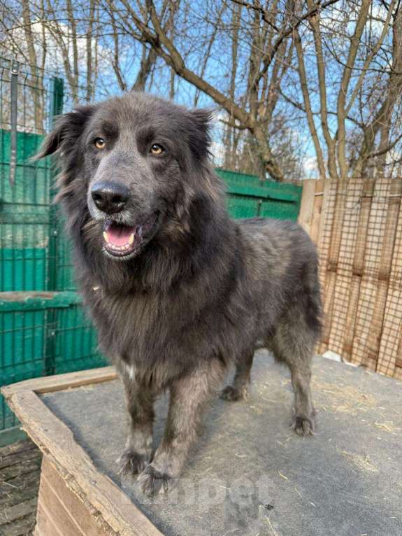 Собаки в Балашихе: Смокки - настоящий красавец Мальчик, Бесплатно - фото 1