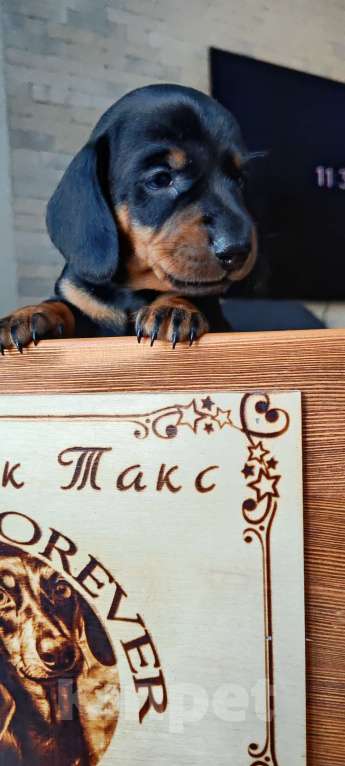 Собаки в Твери: Щенки таксы стандарт Девочка, 50 000 руб. - фото 8