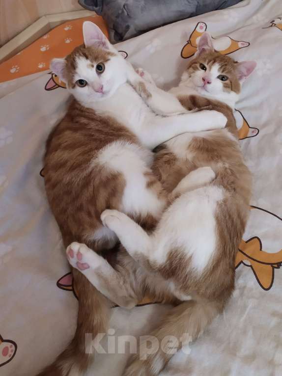 Кошки в Санкт-Петербурге: Ласковый  котëнок Степашка в добрые руки Мальчик, Бесплатно - фото 7