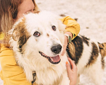 Собаки в Рязани: Рокки - дружелюбный пёс Мальчик, Бесплатно - фото 1