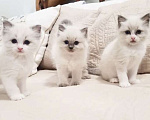 Кошки в Москве: Кото-детки Рэгдолл Девочка, 38 000 руб. - фото 1