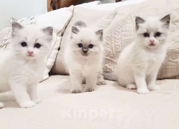 Кошки в Москве: Кото-детки Рэгдолл Девочка, 38 000 руб. - фото 1