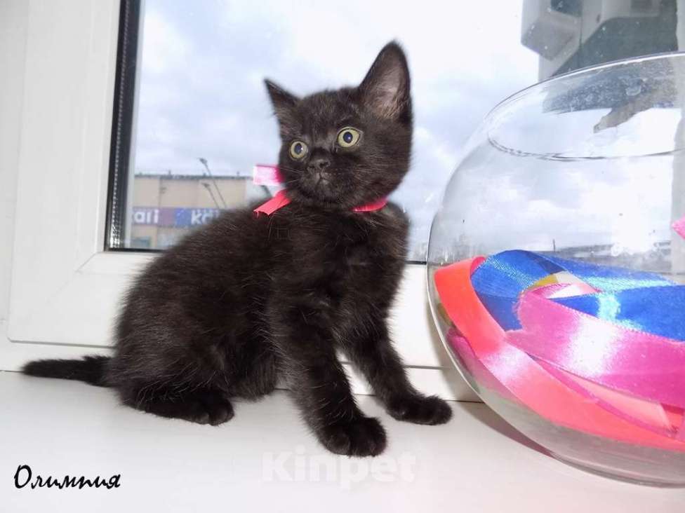 Кошки в Москве: Бомбейские котята Девочка, 15 000 руб. - фото 7