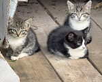 Кошки в Сосновом Бору: Котята Мальчик, Бесплатно - фото 1