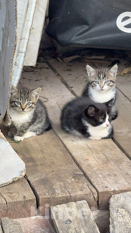 Кошки в Сосновом Бору: Котята Мальчик, Бесплатно - фото 1