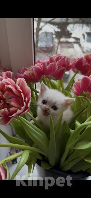 Кошки в Москве: Шотландские котята Мальчик, Бесплатно - фото 7