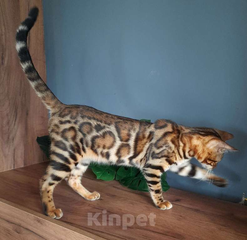 Кошки в Москве: Мальчик браун Мальчик, 40 000 руб. - фото 4