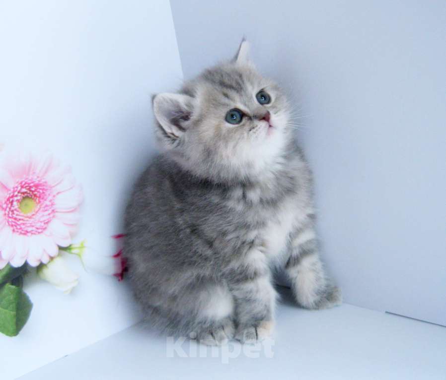 Кошки в Ставрополе: Шотландская девочка Девочка, 15 000 руб. - фото 3