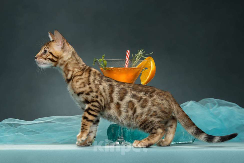 Кошки в Санкт-Петербурге: Бенгальская девочка Campari  Девочка, 50 000 руб. - фото 2