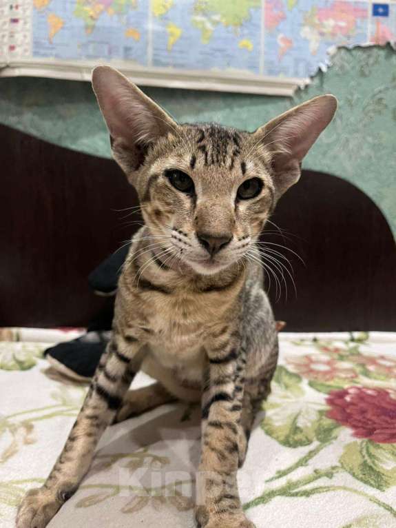 Кошки в Волгодонске: Ориентальные котята  Мальчик, Бесплатно - фото 3