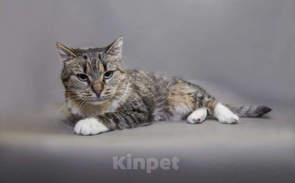 Кошки в Москве: Кошечка Девочка, Бесплатно - фото 6