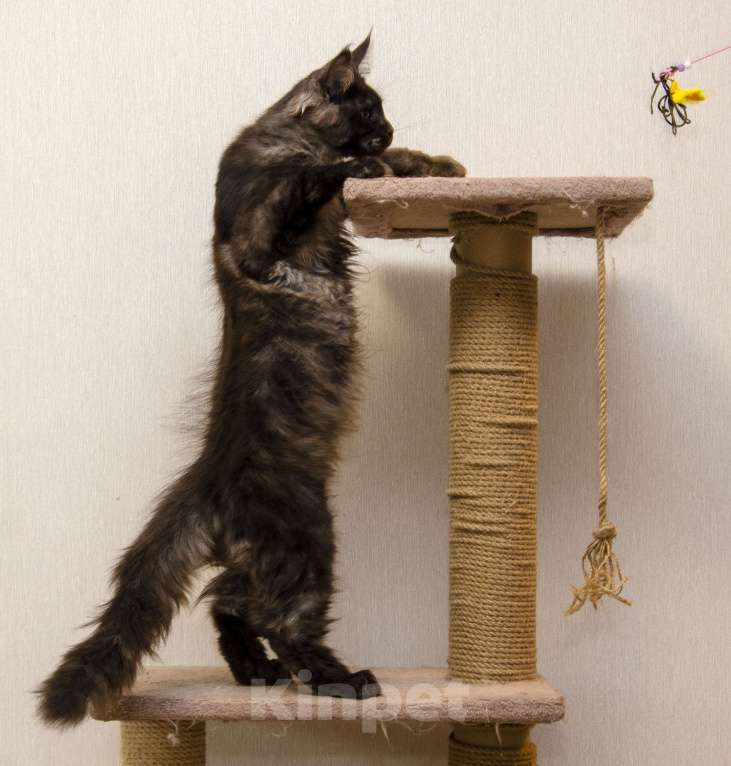 Кошки в Москве: Котенок мейнкун черный дым Мальчик, 40 000 руб. - фото 2