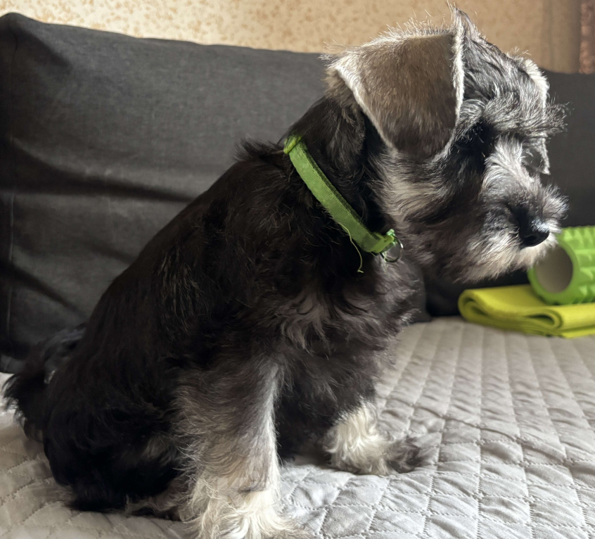 Собаки в Таганроге: Пенни Девочка, 45 000 руб. - фото 4