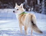 Собаки в Солнечногорске: Маленькая красотка в дар Девочка, Бесплатно - фото 3