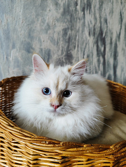 Кошечка в редком окрасе